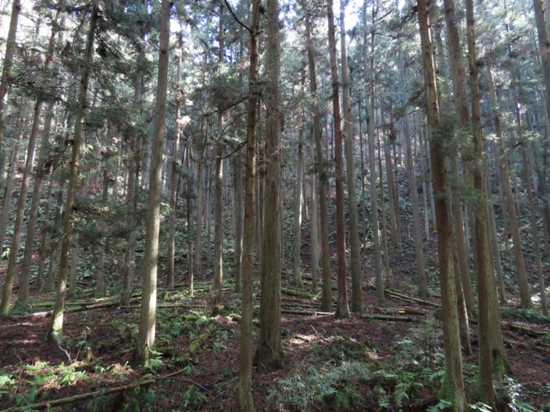 日和田山、物見山